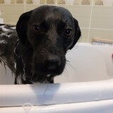 98be35da7bd73d19f260da4195e57230