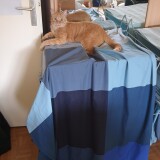 7774344fd5a999f7e9483ced4e85feca